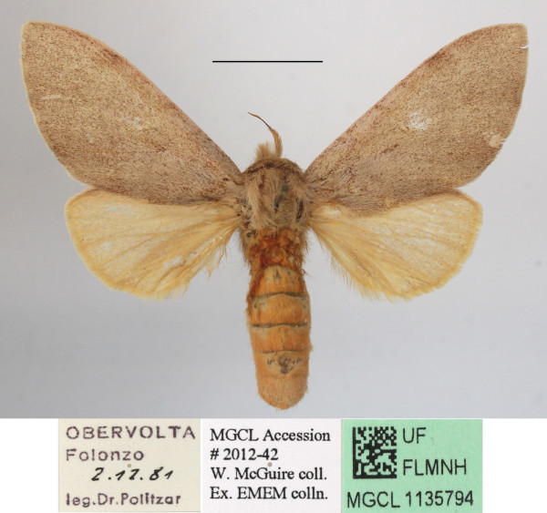 /filer/webapps/moths/media/images/U/unicolor_Tricholoba_A_MGCLa_01.JPG