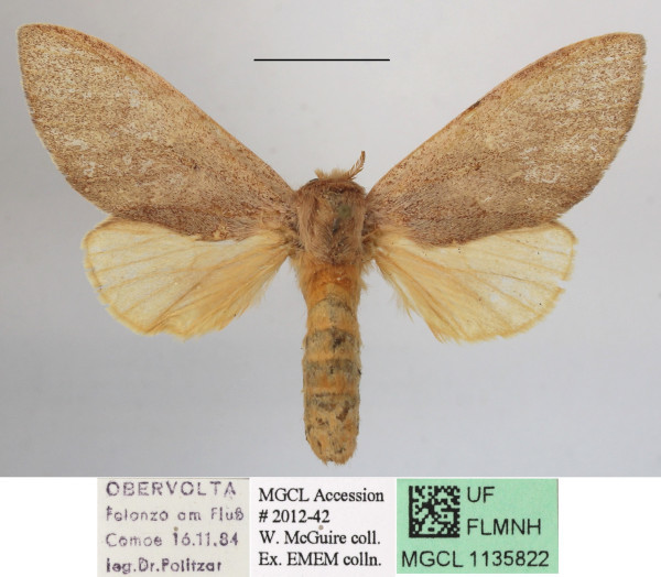 /filer/webapps/moths/media/images/U/unicolor_Tricholoba_A_MGCLa_02.JPG