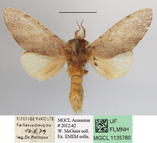 /filer/webapps/moths/media/images/U/unicolor_Tricholoba_A_MGCLa_03.JPG