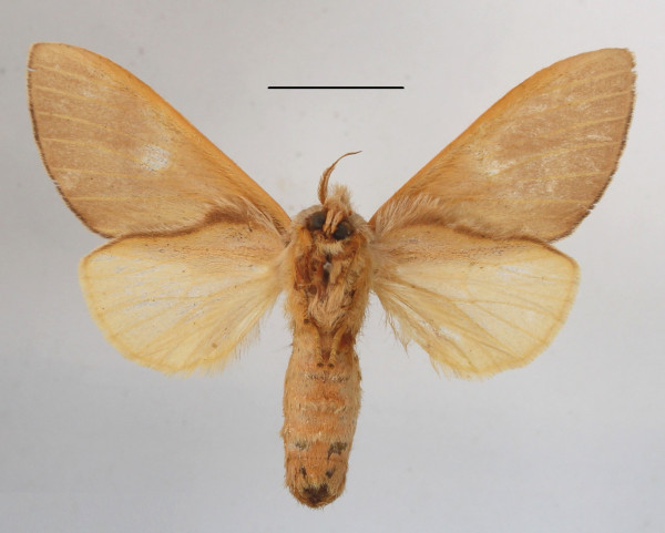 /filer/webapps/moths/media/images/U/unicolor_Tricholoba_A_MGCLb_01.JPG