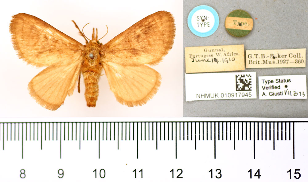 /filer/webapps/moths/media/images/U/unicolora_Miresa_STF_BMNH.jpg