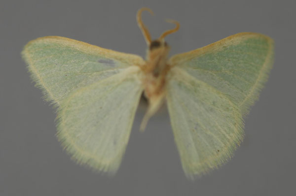/filer/webapps/moths/media/images/U/unicolorata_Hemidromodes_A_ZSM_02.jpg