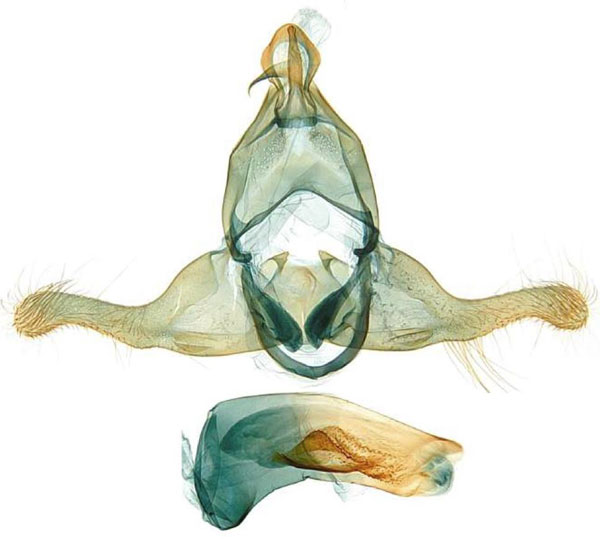 /filer/webapps/moths/media/images/U/unicolorella_Torodora_GMHT_MNHN.jpg