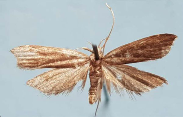 /filer/webapps/moths/media/images/U/unicolorella_Torodora_HT_MNHN.jpg