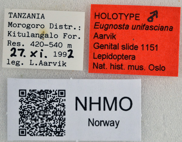 /filer/webapps/moths/media/images/U/unifasciana_Eugnosta_HT_NHMOl.jpg