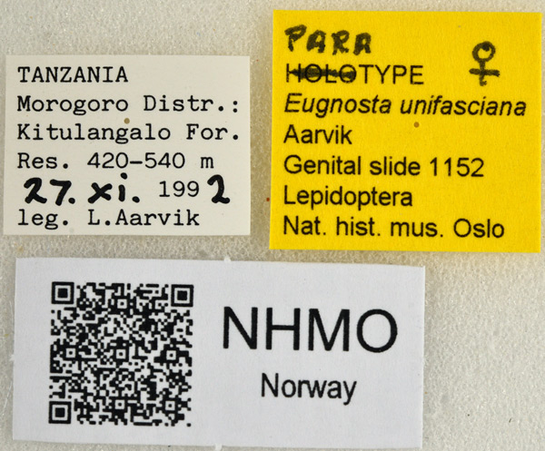 /filer/webapps/moths/media/images/U/unifasciana_Eugnosta_PTF_NHMOl.jpg