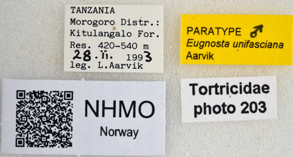 /filer/webapps/moths/media/images/U/unifasciana_Eugnosta_PTM_NHMOl.jpg