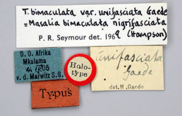 /filer/webapps/moths/media/images/U/unifasciata_Timora_HT_ZMHBl.jpg