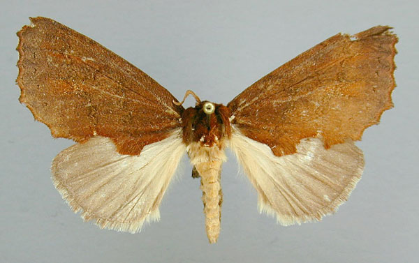 /filer/webapps/moths/media/images/U/uniformis_Drapetides_AF_RMCA.jpg