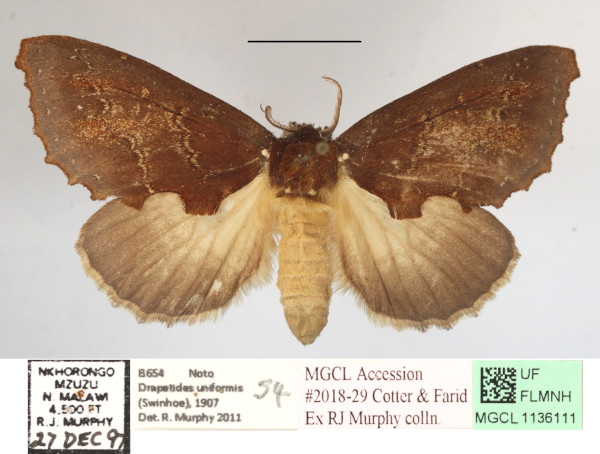 /filer/webapps/moths/media/images/U/uniformis_Drapetides_A_MGCLa_02.JPG
