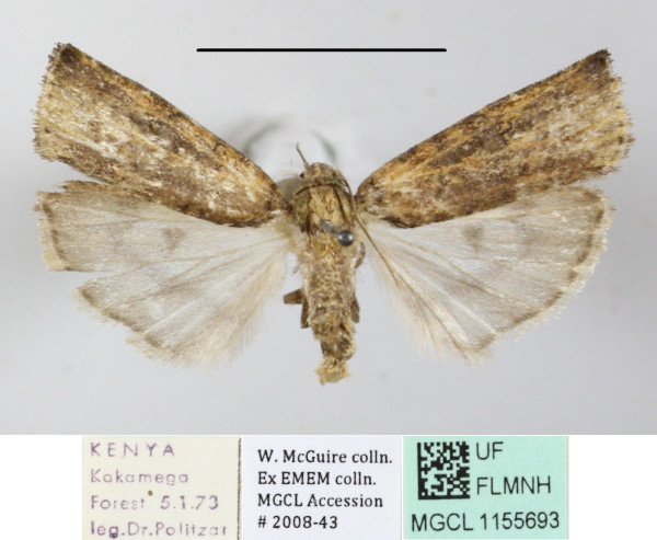 /filer/webapps/moths/media/images/U/uniformis_Lophotarsia_A_MGCLa_01.JPG