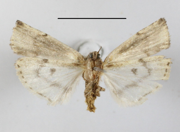 /filer/webapps/moths/media/images/U/uniformis_Lophotarsia_A_MGCLb_01.JPG