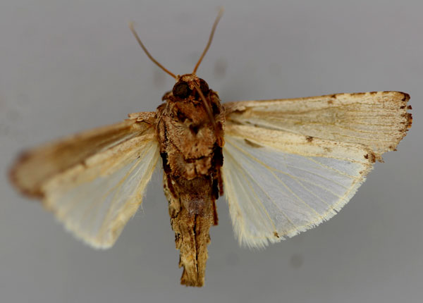 /filer/webapps/moths/media/images/U/uniformis_Lophotarsia_HT_RMCA_02.jpg
