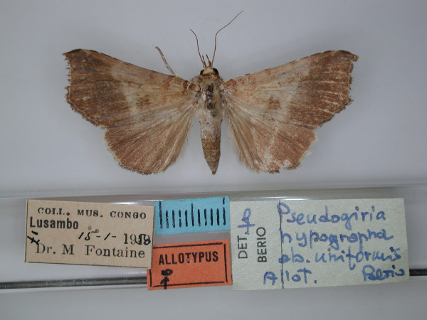 /filer/webapps/moths/media/images/U/uniformis_Pseudogiria_AT_RMCA_01.jpg