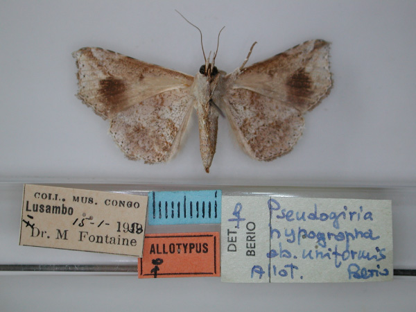 /filer/webapps/moths/media/images/U/uniformis_Pseudogiria_AT_RMCA_02.jpg