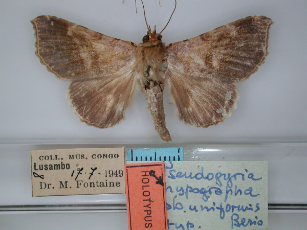 /filer/webapps/moths/media/images/U/uniformis_Pseudogiria_HT_RMCA_01.jpg