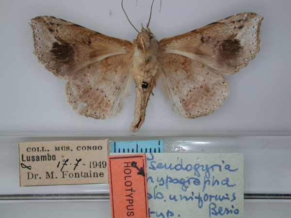 /filer/webapps/moths/media/images/U/uniformis_Pseudogiria_HT_RMCA_02.jpg