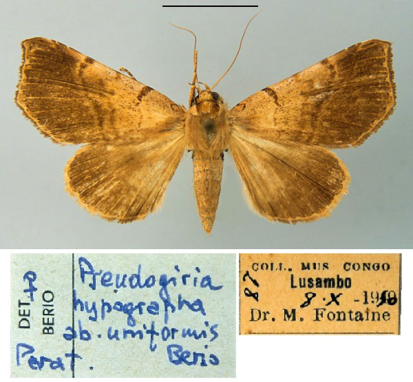 /filer/webapps/moths/media/images/U/uniformis_Pseudogiria_PT_MSNM.jpg