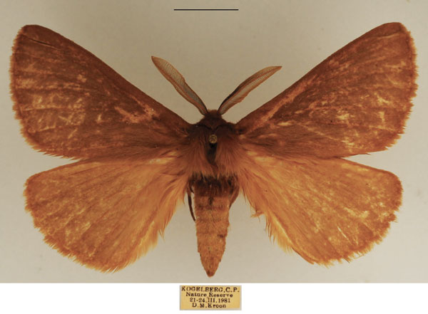 /filer/webapps/moths/media/images/U/uniformis_Schistissa_AM_TMSA.jpg