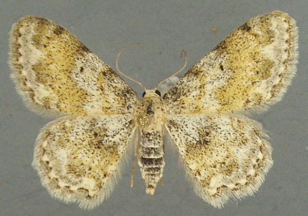 /filer/webapps/moths/media/images/U/uniformis_Scopula_AF_TMSA.jpg