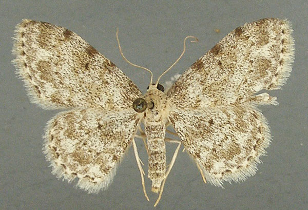 /filer/webapps/moths/media/images/U/uniformis_Scopula_AM_TMSA.jpg