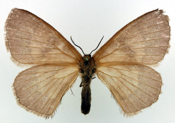 /filer/webapps/moths/media/images/U/uniformis_Stenoglene_AF_Basquin.jpg