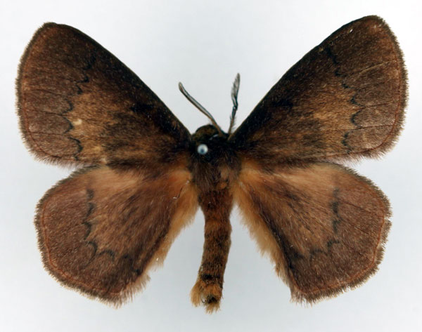 /filer/webapps/moths/media/images/U/uniformis_Stenoglene_AM_Basquin.jpg