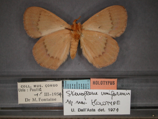 /filer/webapps/moths/media/images/U/uniformis_Stenoglene_HT_RMCA_02.jpg
