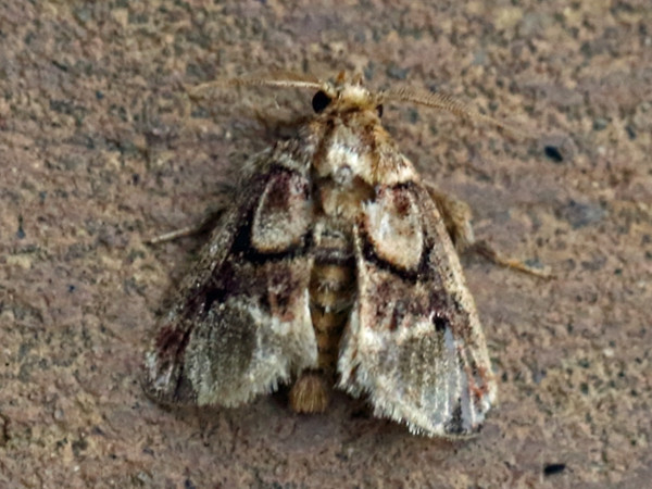 /filer/webapps/moths/media/images/U/unilineata_Zinara_A_Voaden_02.jpg