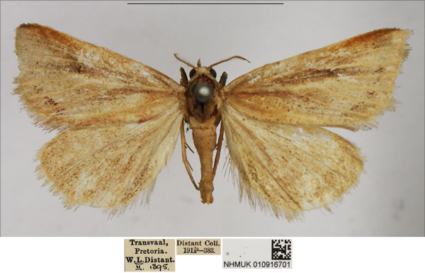 /filer/webapps/moths/media/images/U/uninotata_Eublemm_AM_NHMUK.jpg