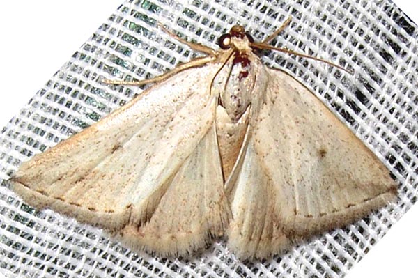/filer/webapps/moths/media/images/U/uninotata_Eublemma_A_Braun_03.jpg