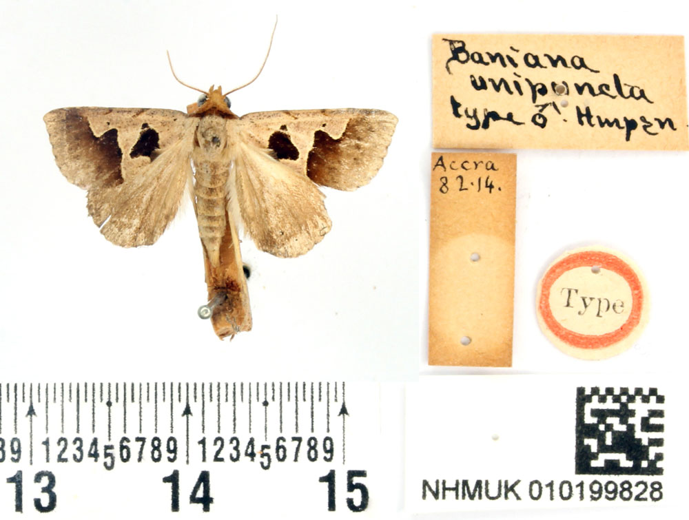 /filer/webapps/moths/media/images/U/unipuncta_Baniana_HT_BMNH.jpg