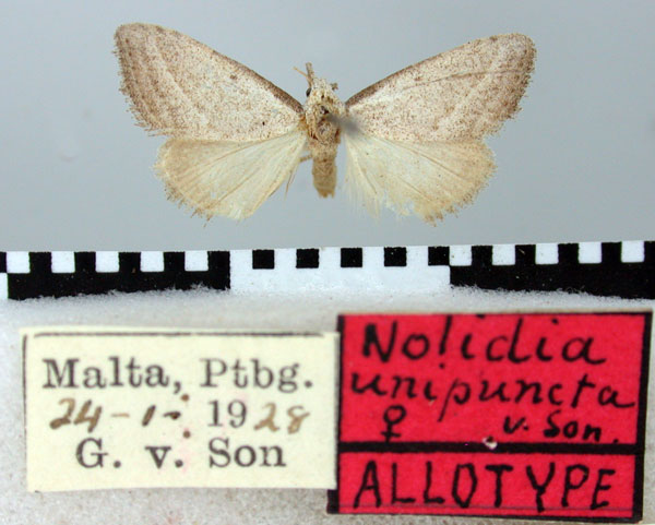 /filer/webapps/moths/media/images/U/unipuncta_Nolidia_AT_TMSA.jpg