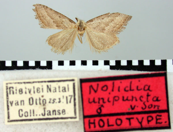 /filer/webapps/moths/media/images/U/unipuncta_Nolidia_HT_TMSA.jpg