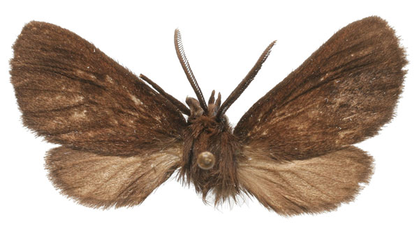 /filer/webapps/moths/media/images/U/unipuncta_Owambarctia_PT_RMCA_01.jpg