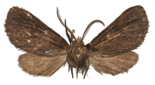 /filer/webapps/moths/media/images/U/unipuncta_Owambarctia_PT_RMCA_02.jpg