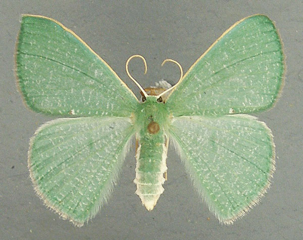 /filer/webapps/moths/media/images/U/unipuncta_Prasinocyma_AF_TMSA.jpg