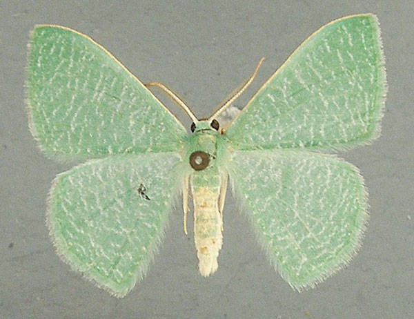 /filer/webapps/moths/media/images/U/unipuncta_Prasinocyma_AM_TMSA.jpg