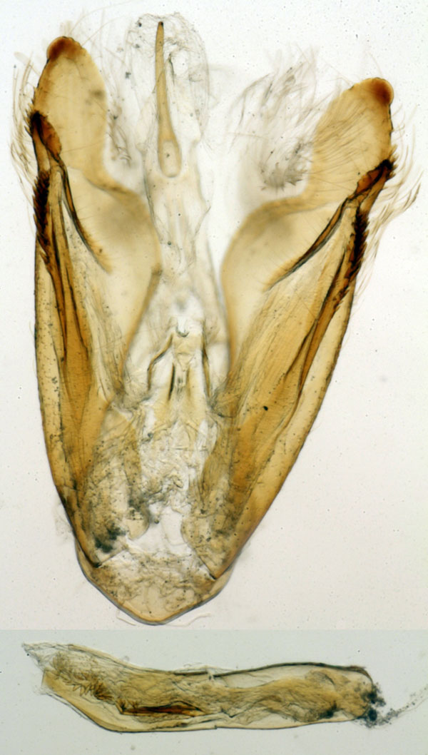 /filer/webapps/moths/media/images/U/unipuncta_Viettesia_GMHT_MNHN_6509.jpg