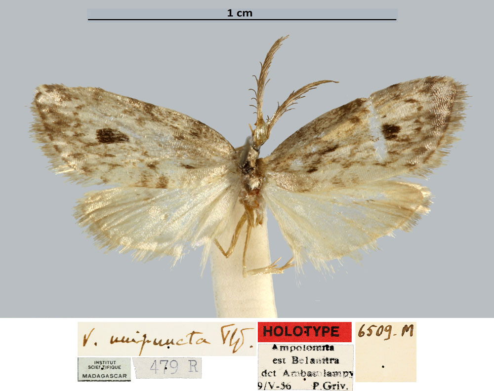 /filer/webapps/moths/media/images/U/unipuncta_Viettesia_HT_MNHN.jpg