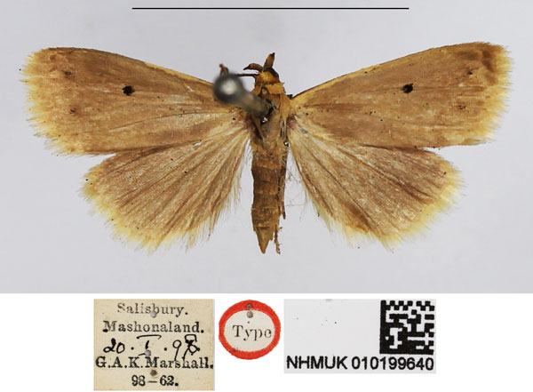 /filer/webapps/moths/media/images/U/unipuncta_Xanthoptera_HT_NHMUK.jpg