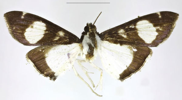 /filer/webapps/moths/media/images/U/unipunctalis_Diaphania_HT_RMNH.jpg