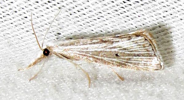 /filer/webapps/moths/media/images/U/unipunctalis_Haimbachia_A_Braun_02.jpg