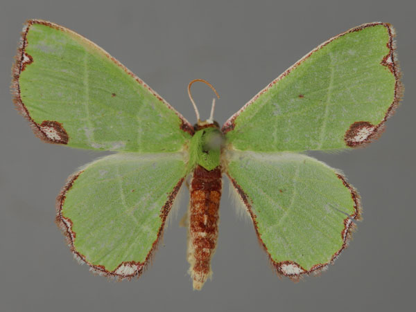 /filer/webapps/moths/media/images/U/unipunctata_Centrochria_A_ZSM_01.jpg