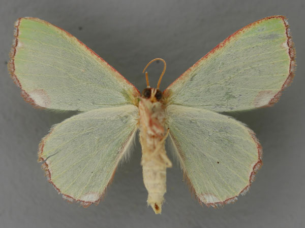 /filer/webapps/moths/media/images/U/unipunctata_Centrochria_A_ZSM_02.jpg