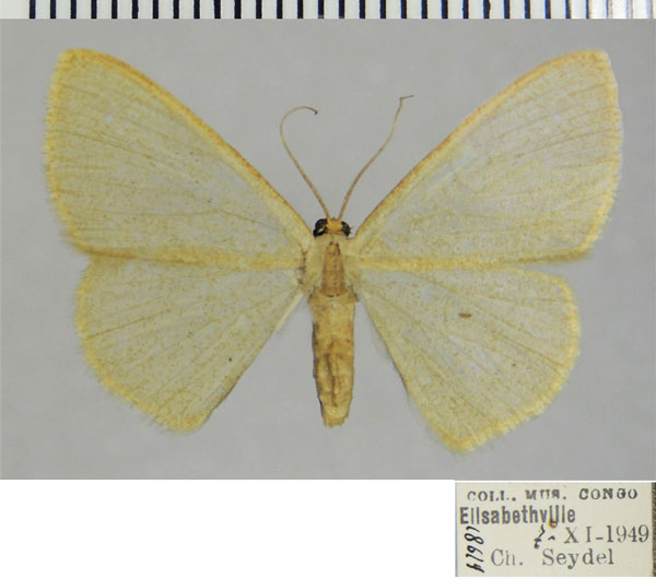 /filer/webapps/moths/media/images/U/unisona_Zamarada_AF_ZSM.jpg