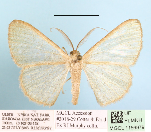 /filer/webapps/moths/media/images/U/unisona_Zamarada_A_MGCL_01.JPG