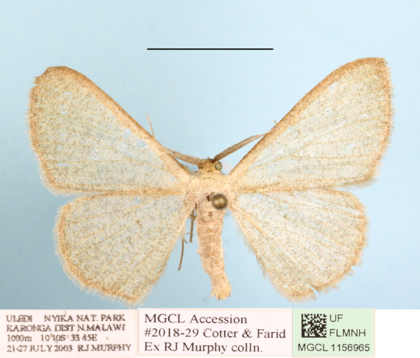 /filer/webapps/moths/media/images/U/unisona_Zamarada_A_MGCL_02.JPG