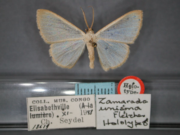 /filer/webapps/moths/media/images/U/unisona_Zamarada_HT_RMCA_01.jpg