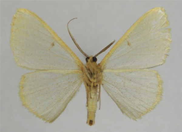 /filer/webapps/moths/media/images/U/unisona_Zamarada_PTM_ZSMb.jpg